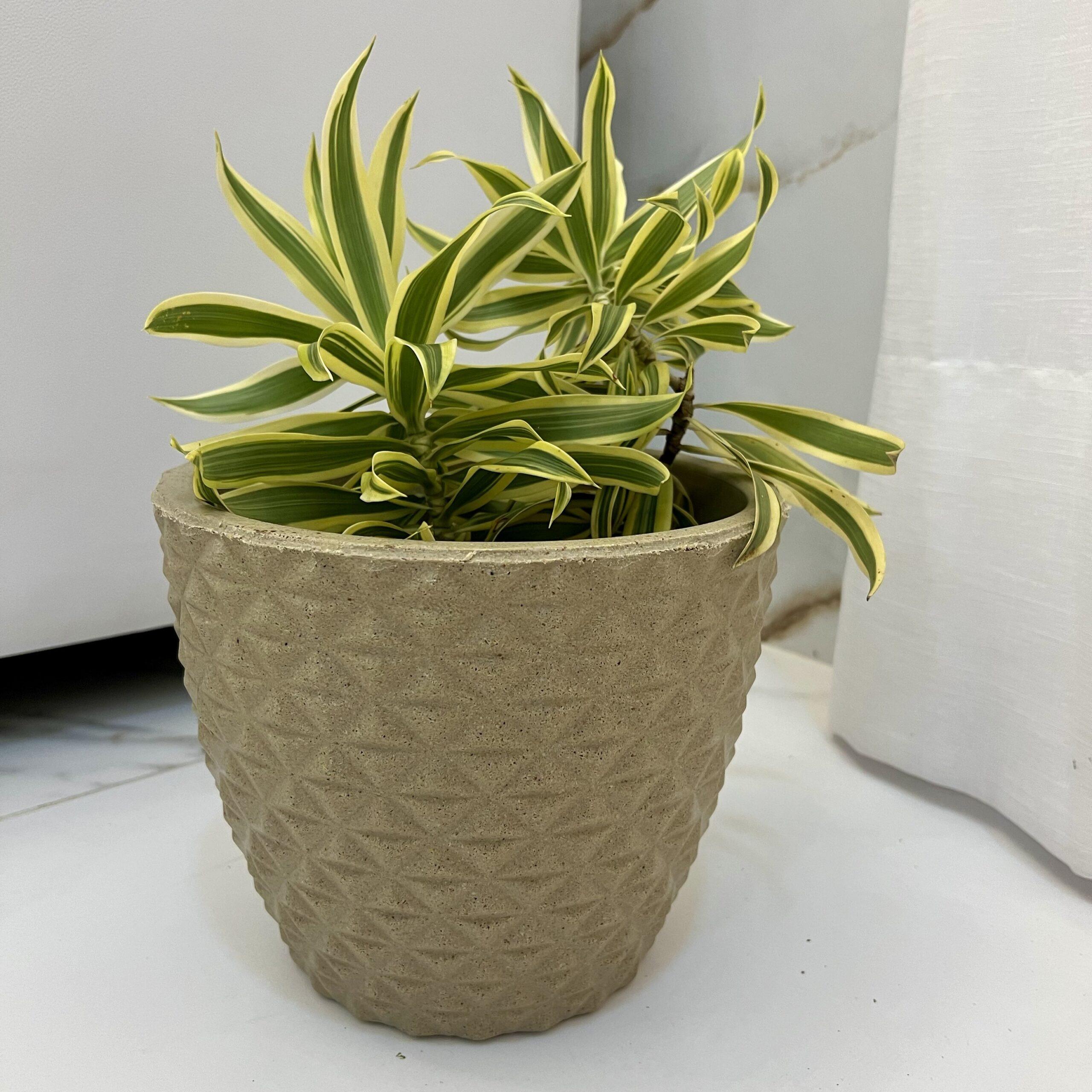 Cone Berlian Gold M Rotoplast