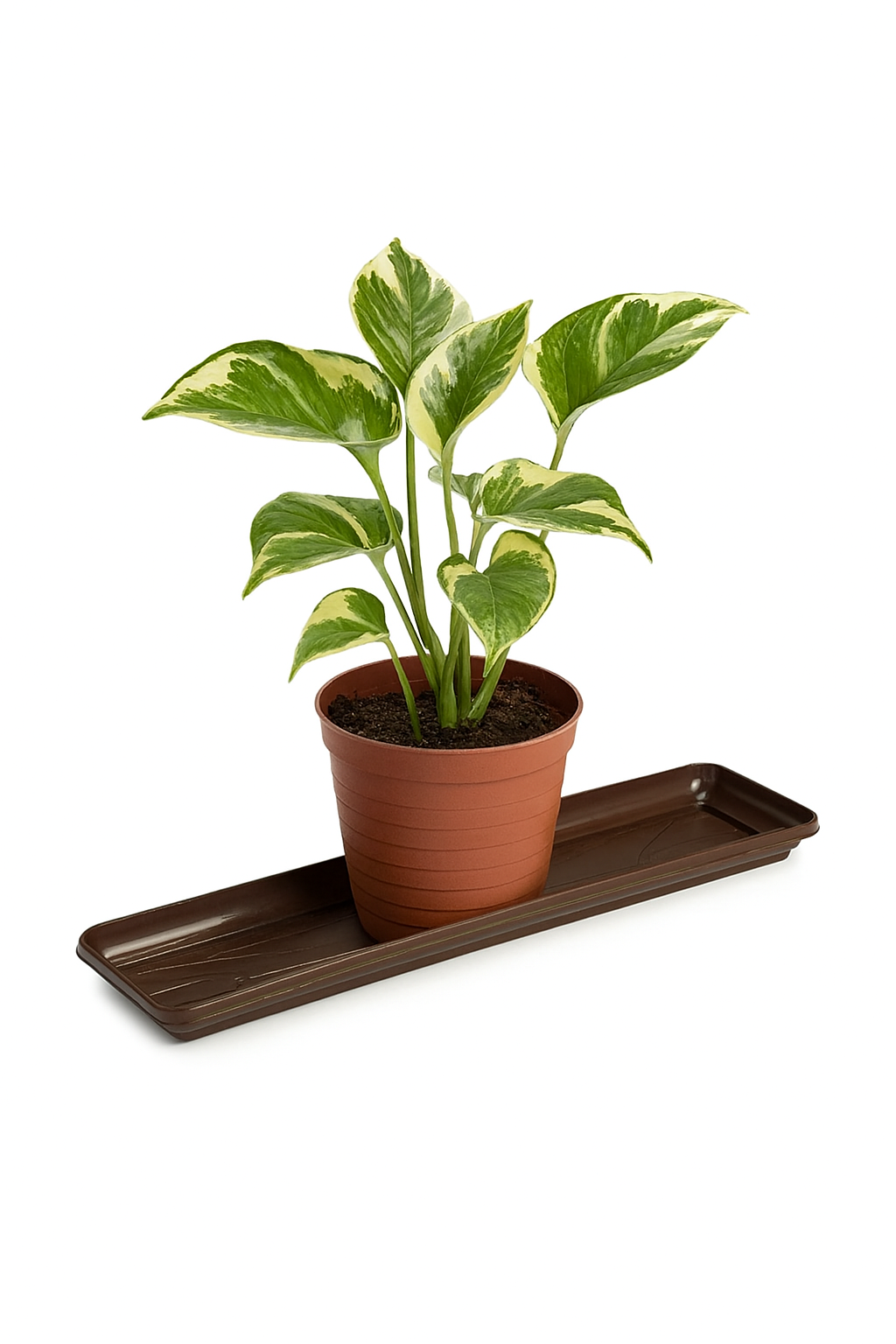 Prato De Jardineira Extra G Coffee Injeplastec