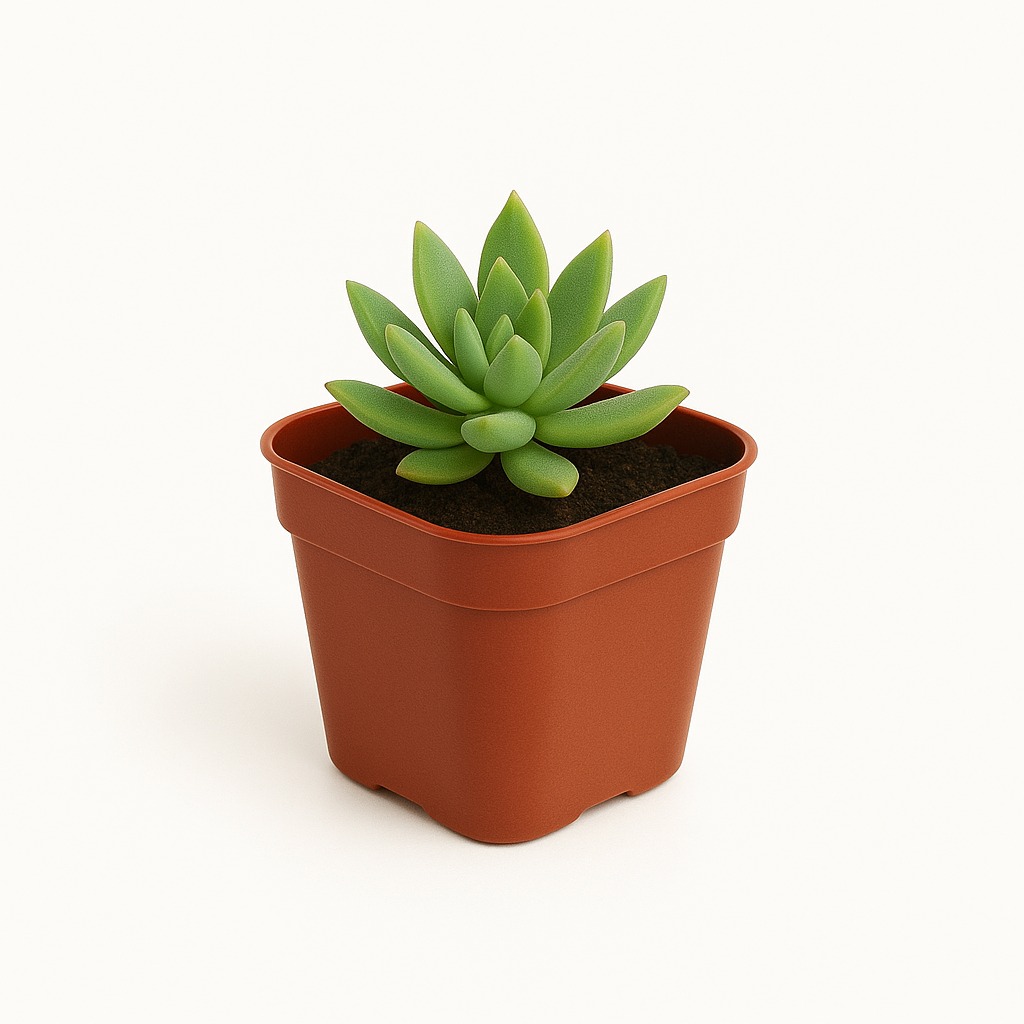 Mini Vaso Quadrado 170Ml