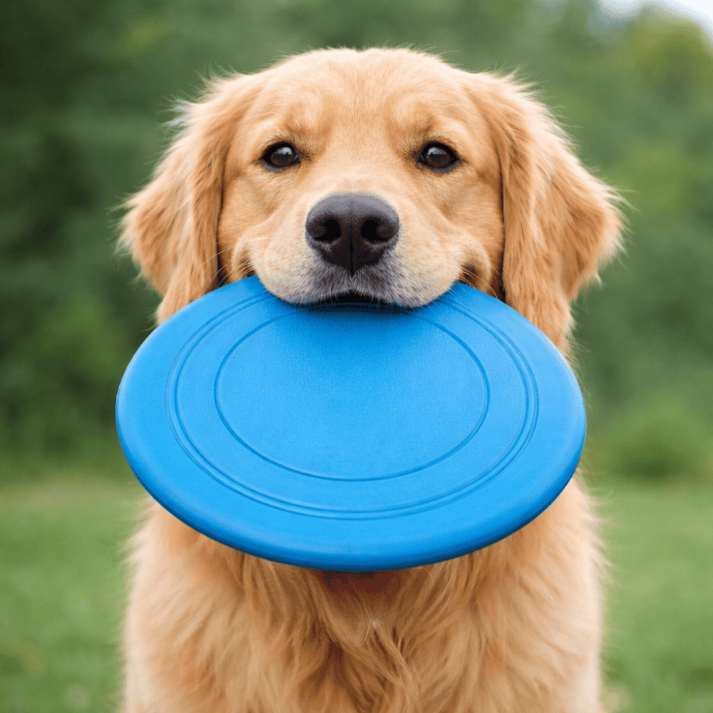 Brinquedo Pet Frisbi Shock