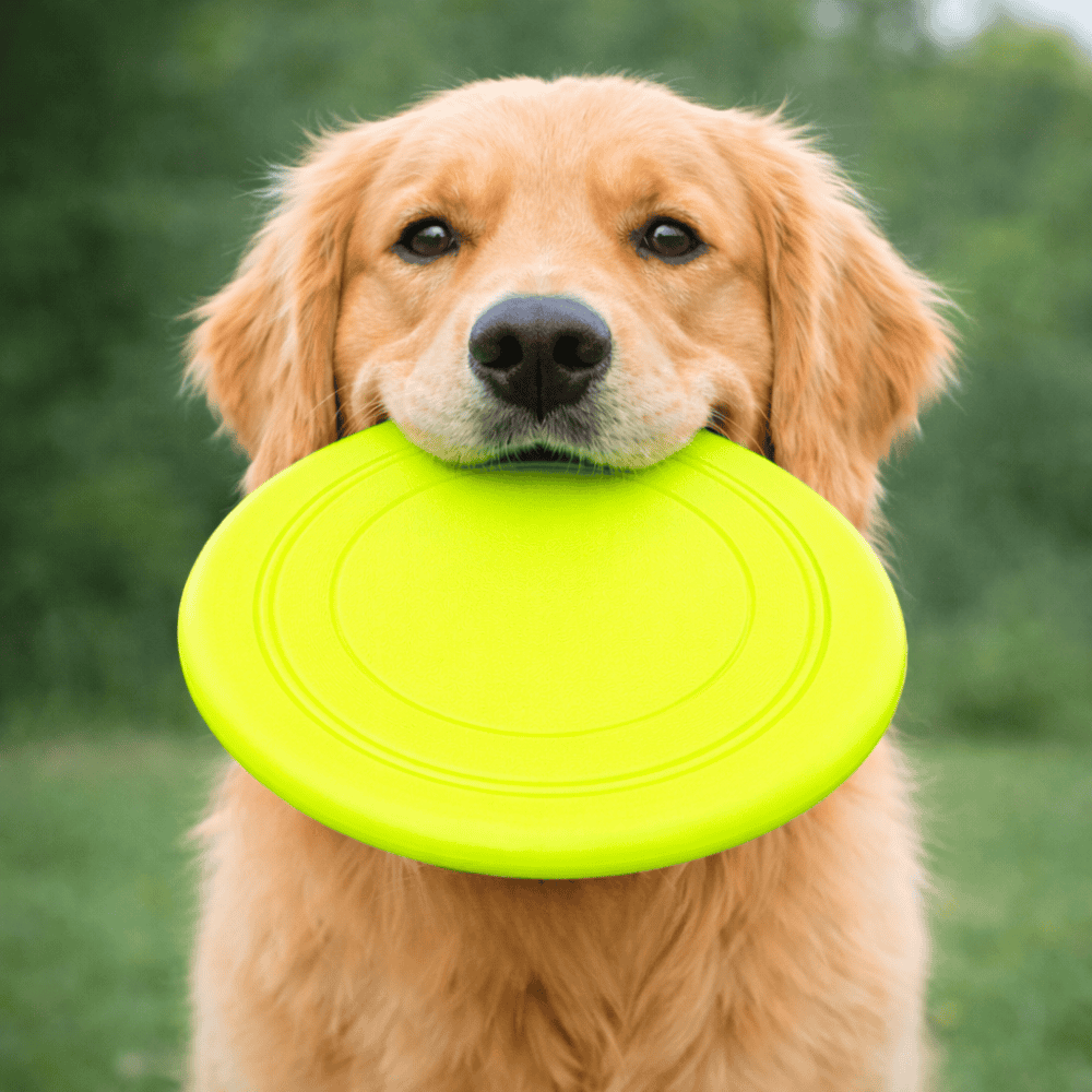 Brinquedo Pet Frisbi Shock