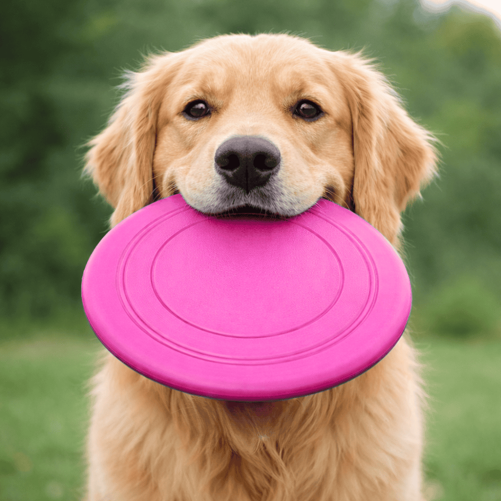Brinquedo Pet Frisbi Shock