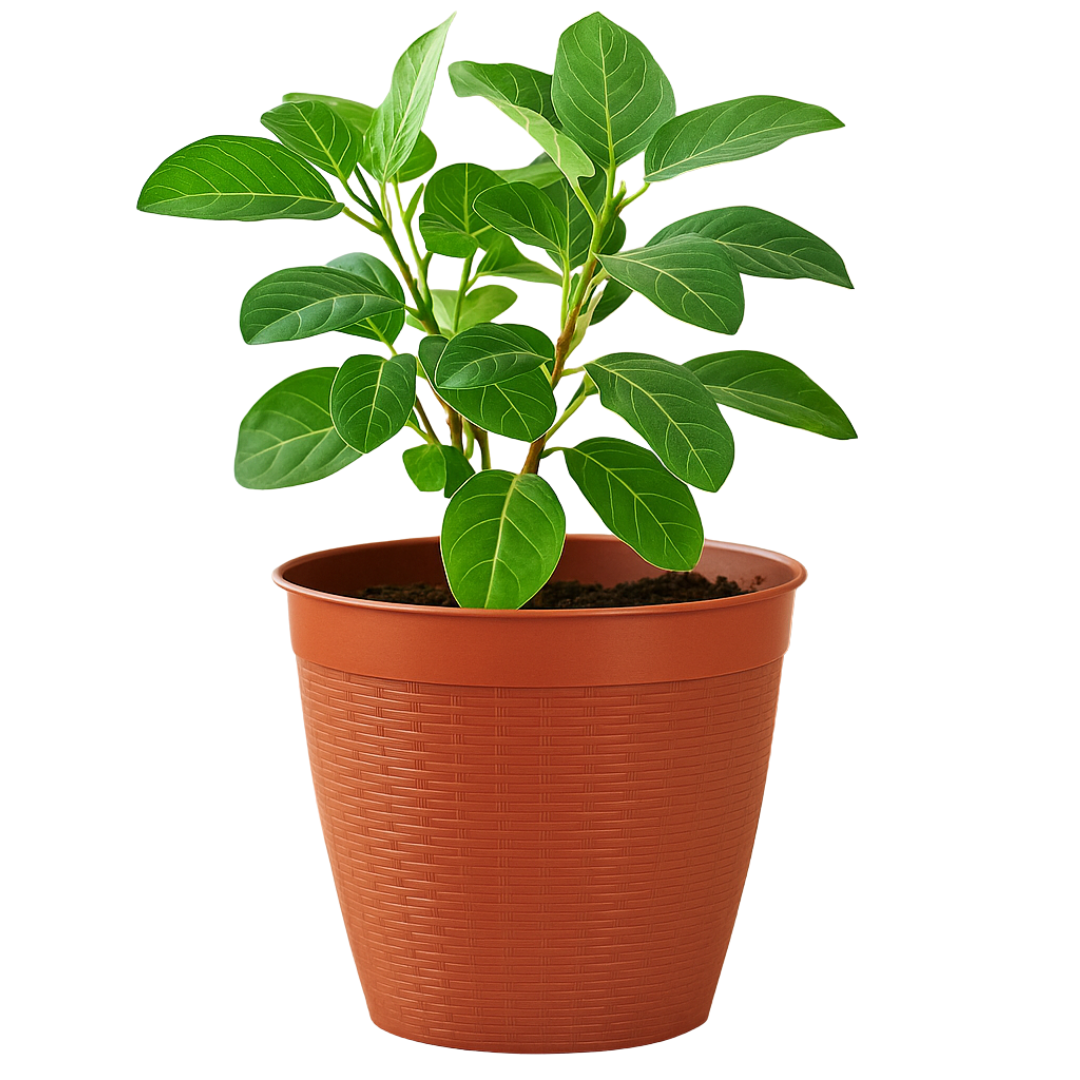 Vaso Redondo Vime C/Borda Reta Cerâmica 14,5L – Plasnew