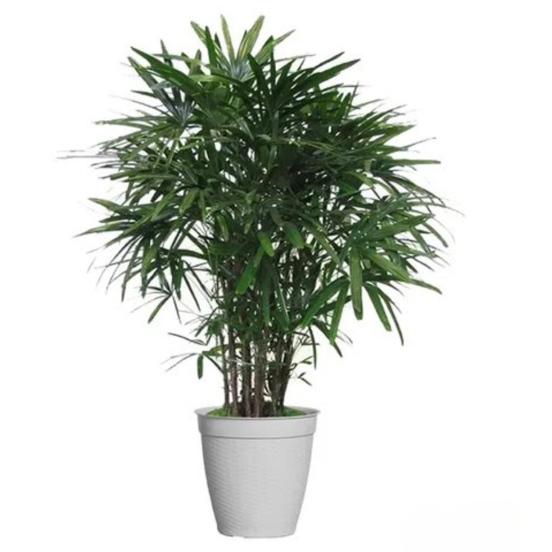 Vaso Redondo Vime Com Borda Reta Cerâmico 44L Plasnew