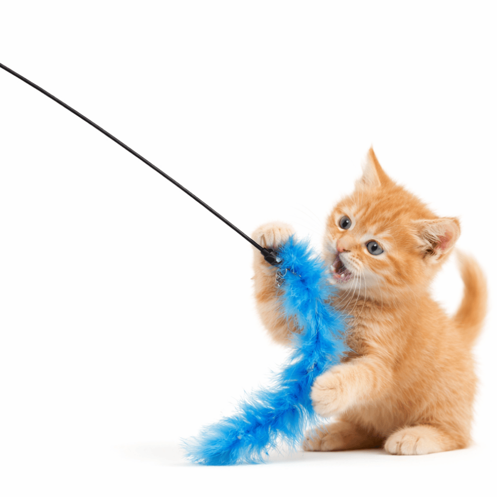 Brinquedo Pet Para Gato Vara Com Pena 50Cm Yins