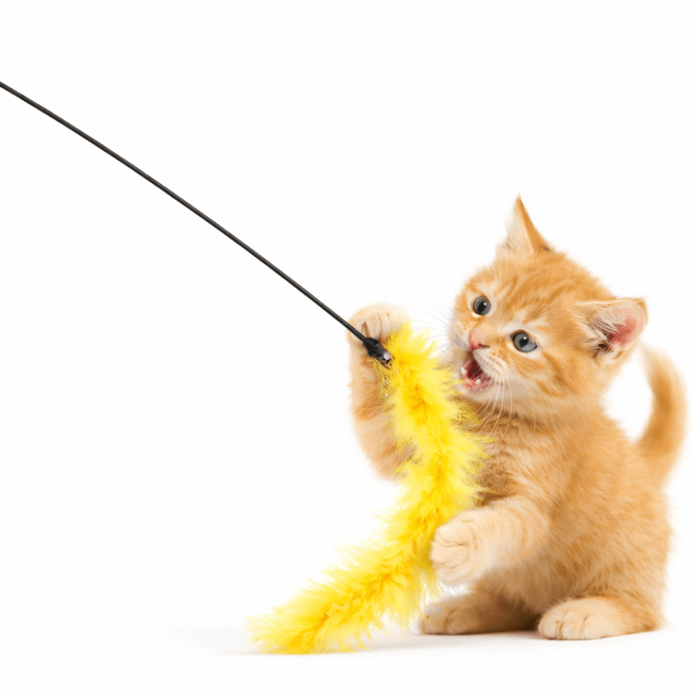 Brinquedo Pet Para Gato Vara Com Pena 50Cm Yins