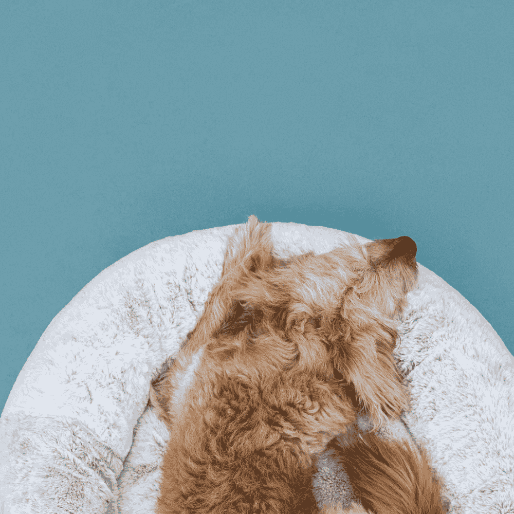 Cama De Veludo Para Pet Médio Imporiente