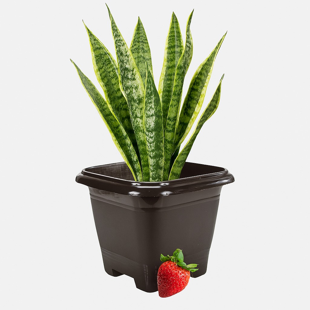Vaso Qd N17 Preto Rischioto