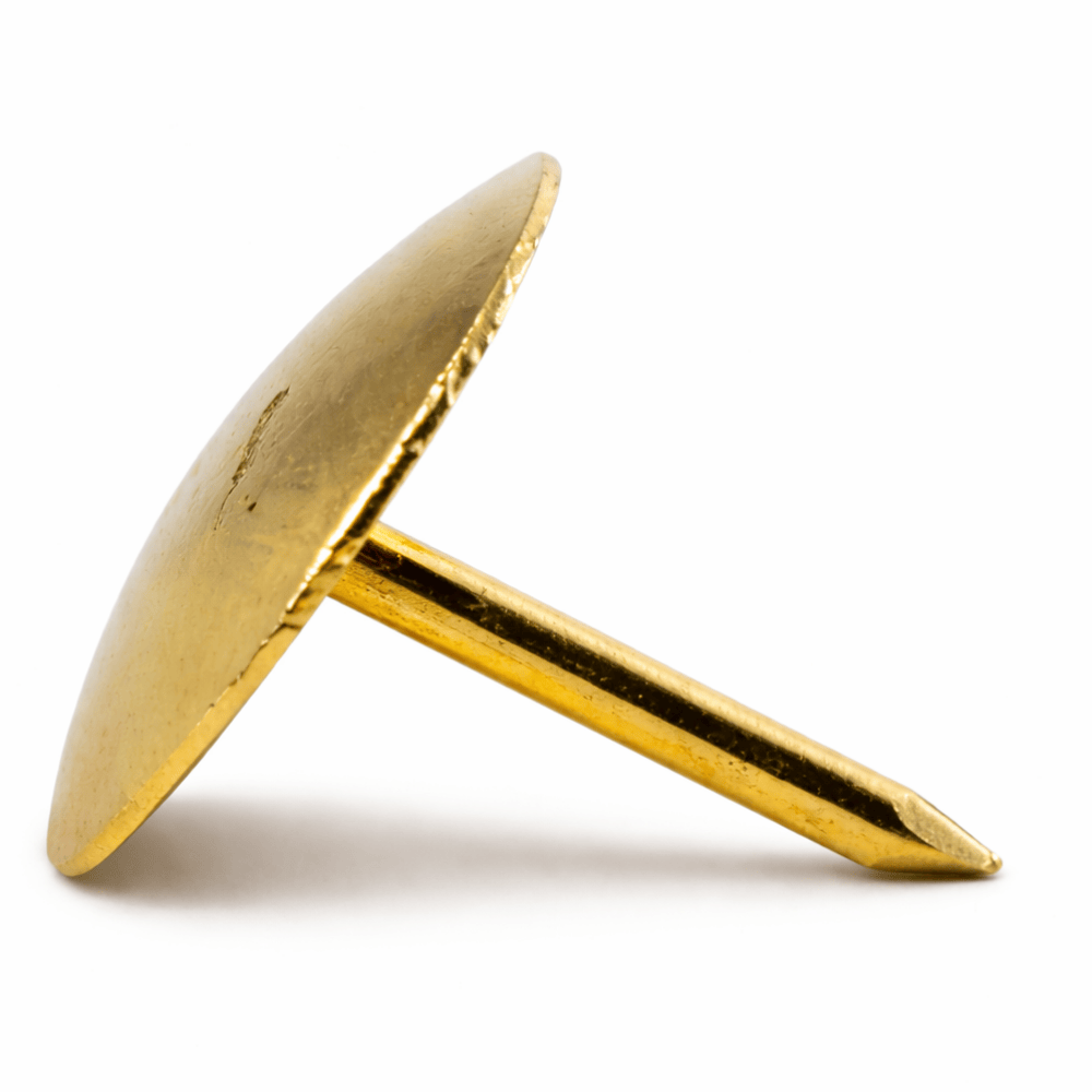 Percevejo Dourado Leo e Leo